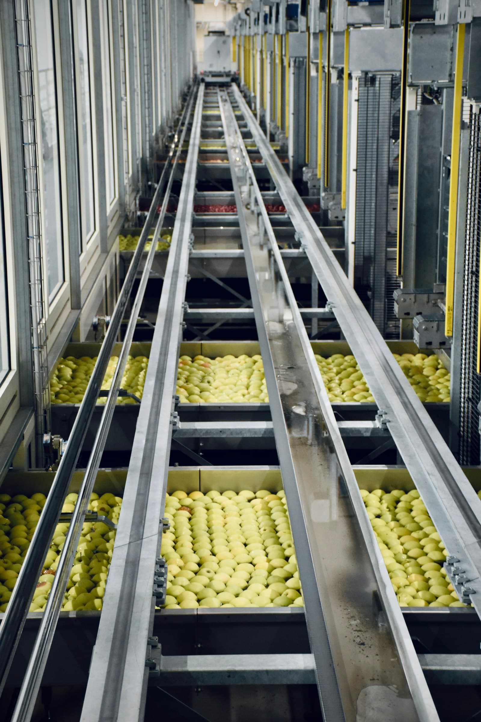 Fruit travelling on a sorting conveyor before it is formulated into juice, an input a recipe module controls
