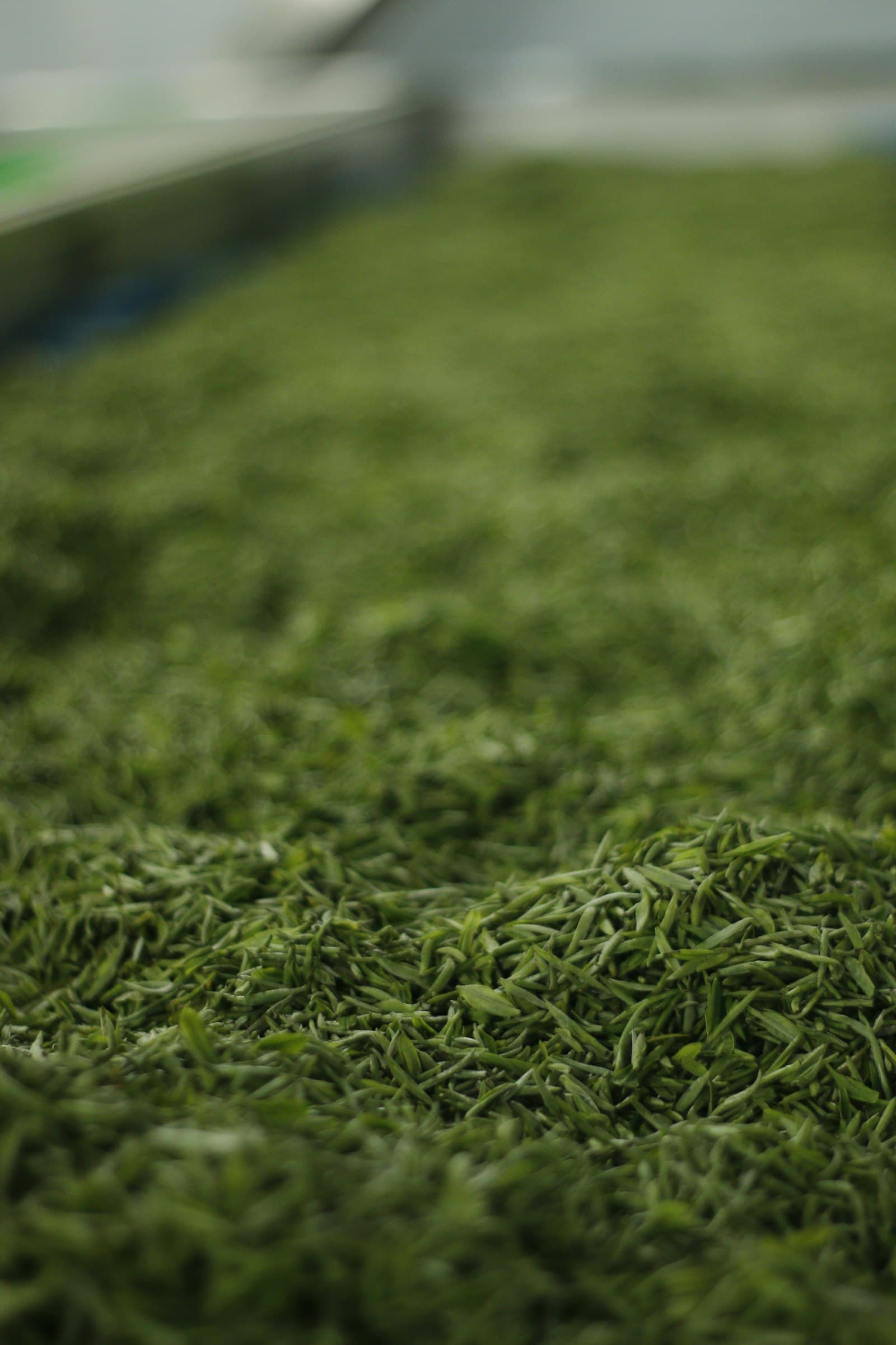 Close-up of dried green tea leaves, a raw material tracked by lot
