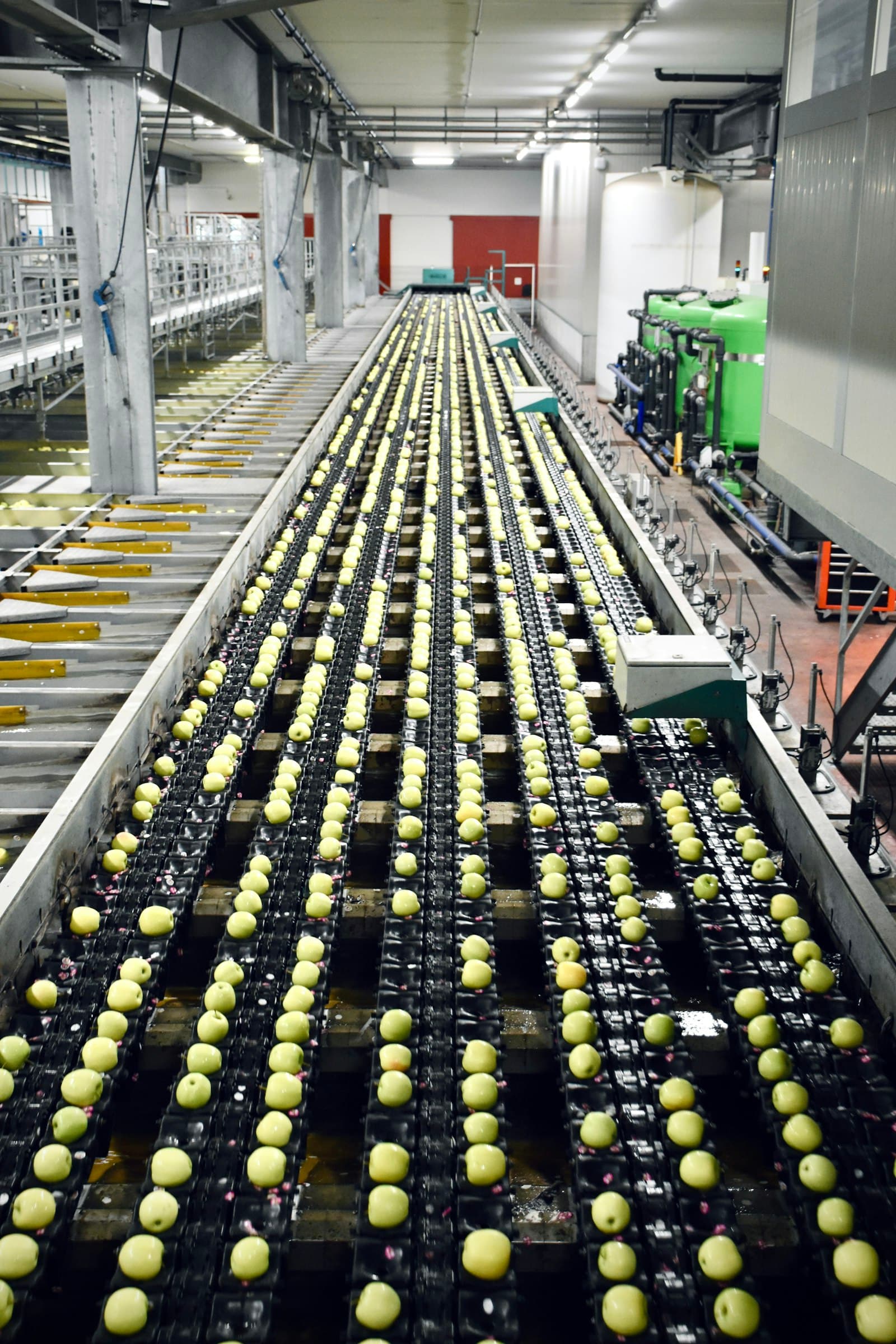 Rows of product moving along a production conveyor
