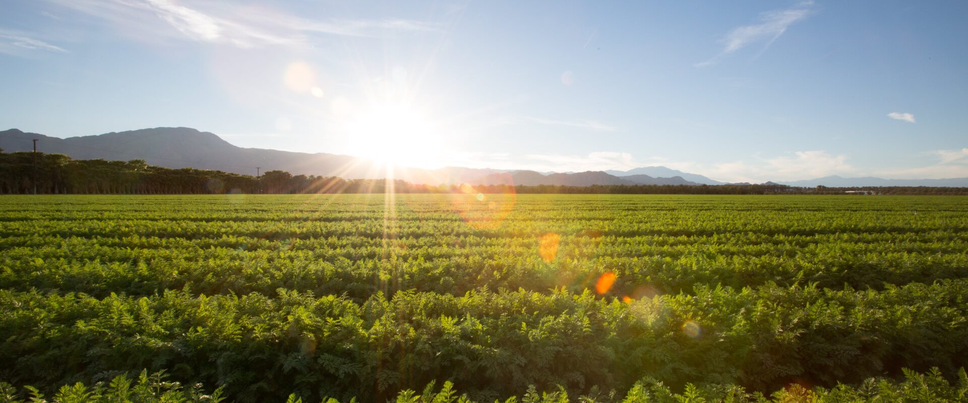 Supply Chain System Transformation for AgriBusiness
